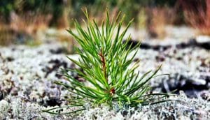 small pine (forests concept)