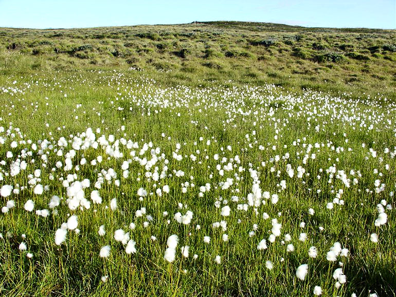 spring grass