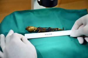 measuring tiny skeleton