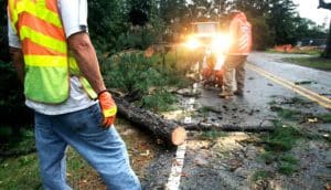 tree removal service (tree care workers)