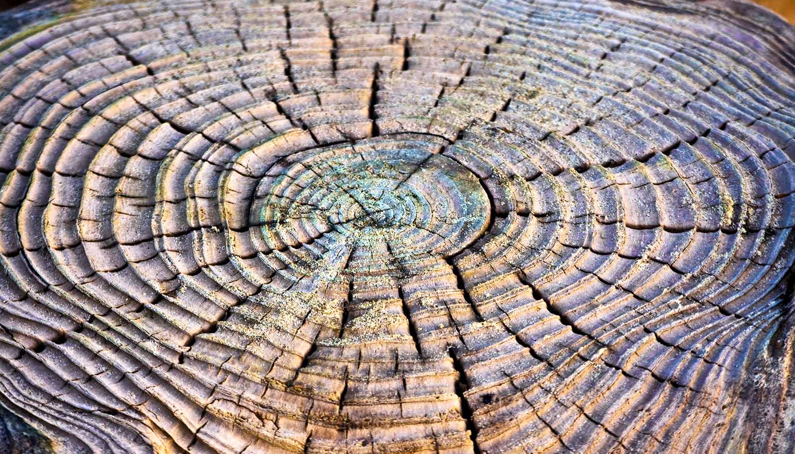 Tree rings shed light on past—and future—droughts - Futurity