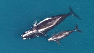 two right whales