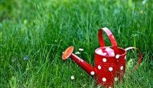 watering can in grass