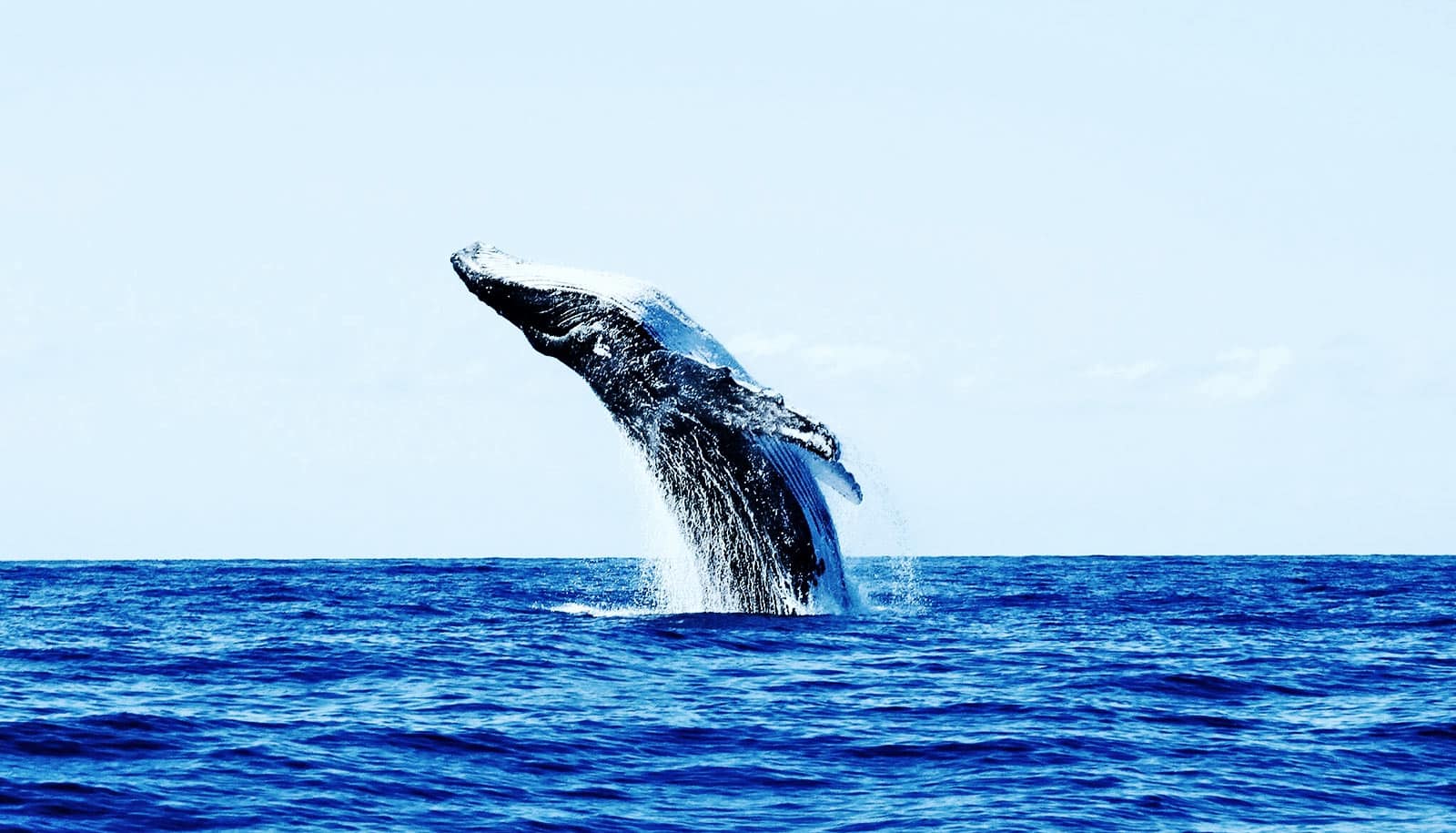 Toothed whales Search on tags magSpace.ru Toothed whales Search on tags magSpace.ru