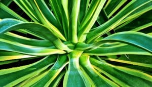 top down view of green plant leaves