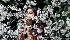woman smelling cherry blossom trees