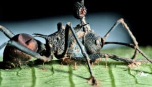 zombie ant fungus (zombie ants concept)