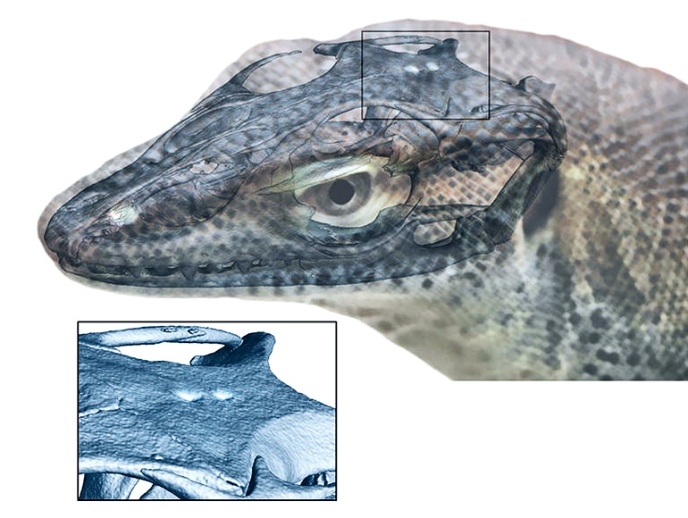 4-eyed lizard