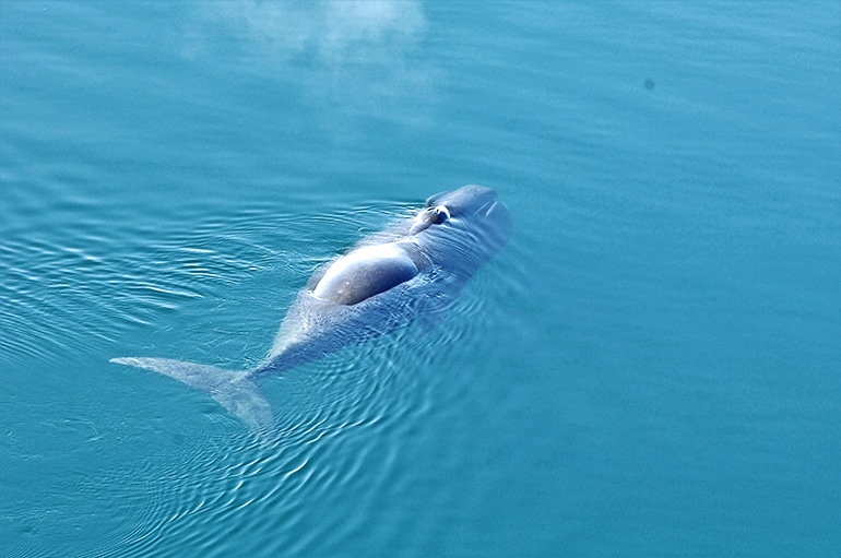 Bowhead whale close-up