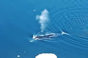 Bowhead whale surfacing