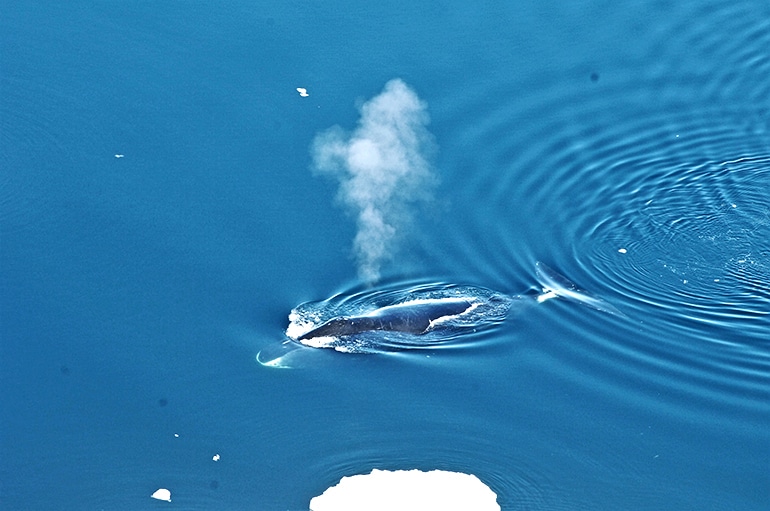 Bowhead whale surfacing