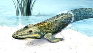 Tiktaalik roseae