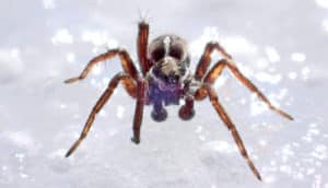 spider on snow - Arctic insects