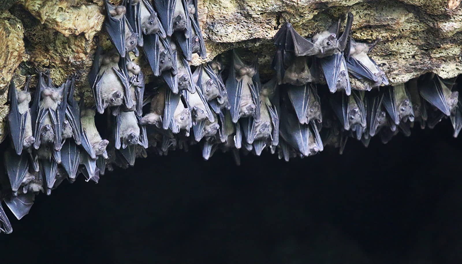 Bats carry deadly viruses but don