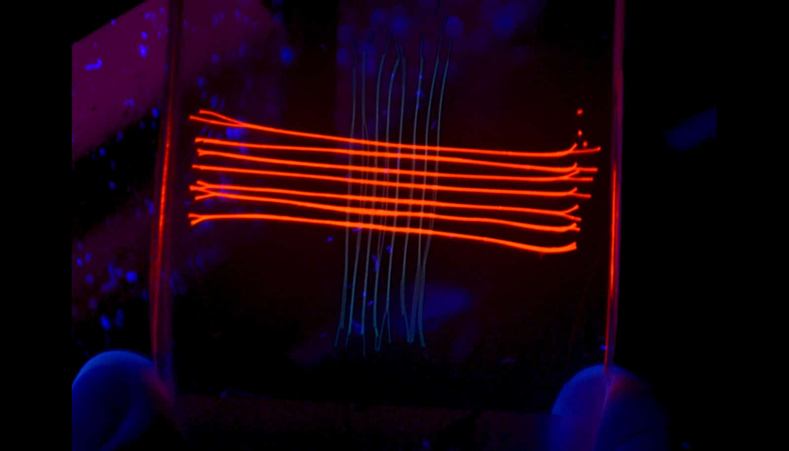 3D-printed bio-ink - red horizontal lines