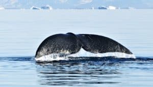 bowhead whales concept image of bowhead whale's tail