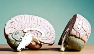 brain model split in two