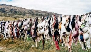 bras on a clothesline