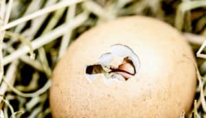 chicken egg hatching -- eggshells