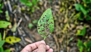 damaged soybean leaf - crop disease