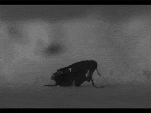 high-speed video of jumping flea