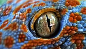 gecko eyeball - silurian hypothesis concept