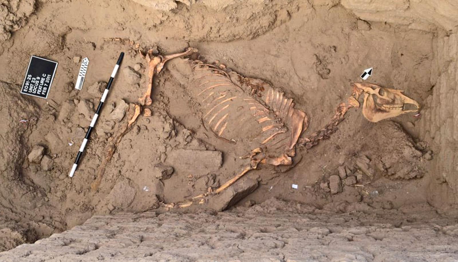 full horse skeleton - horse burial