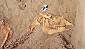 horse burial - head