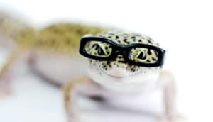 lizard wearing glasses