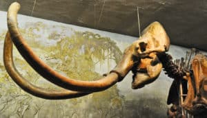 mammoth skull -- size-biased extinction