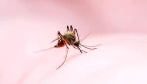 mosquito on millennial pink (malaria concept)