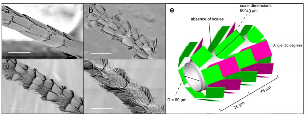 moth antennae scales