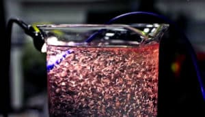 screenshot of sea monkeys in beaker