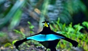 Vogelkop Superb Bird-of-Paradise