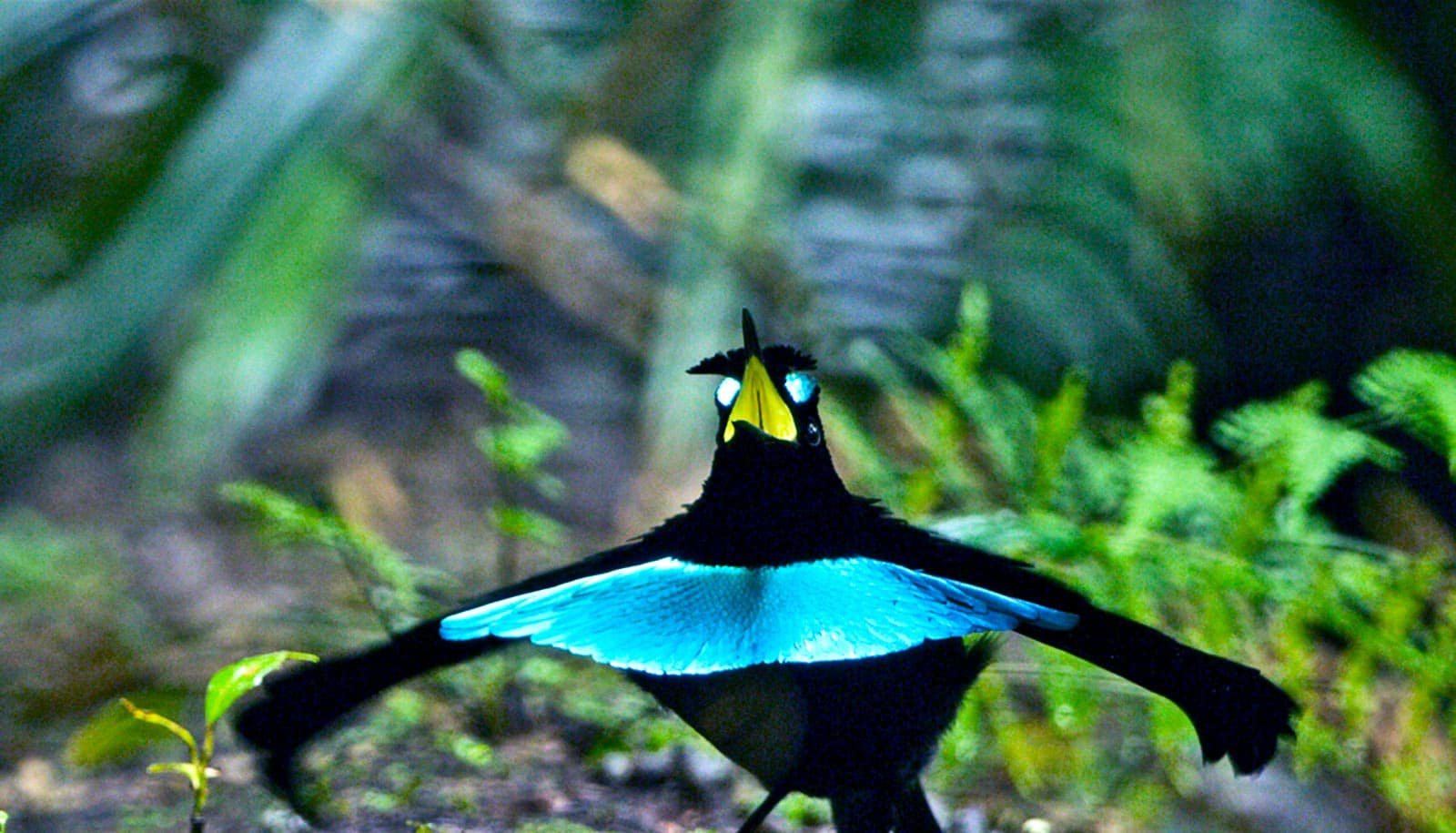 Dancing Bird Bird Of Paradise Bird Mating Dance Hi Res Stock