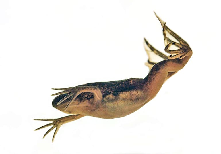 Xenopus frog - tadpoles story