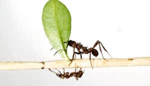 Acromyrmex octospinosus leafcutter ants
