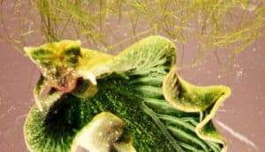 green Elysia chlorotica sea slug