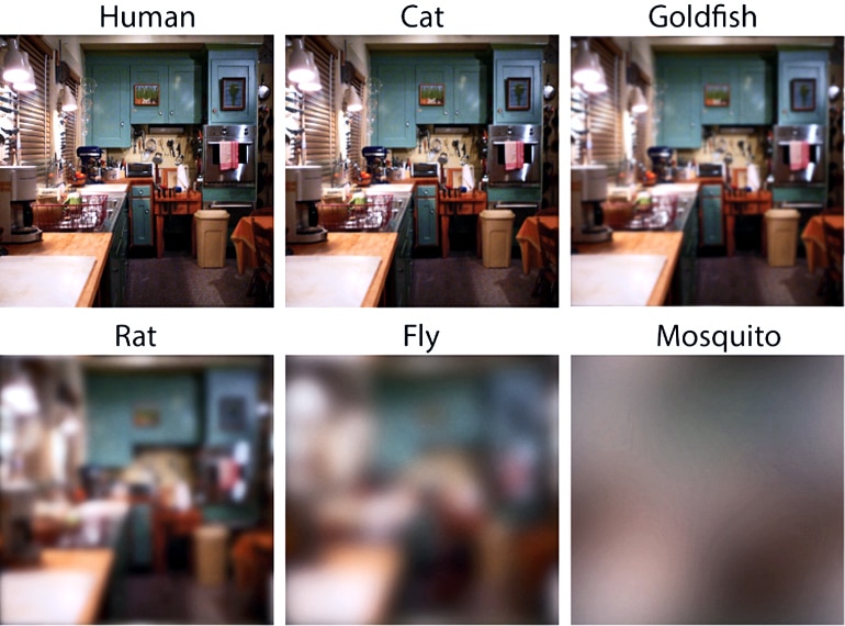 visual acuity comparison