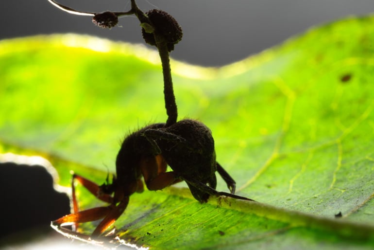 Brazilian carpenter ant with fungal spore protruding from head, biting leaf.