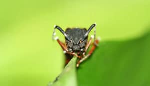 brazilian carpenter ant bites leaf on green
