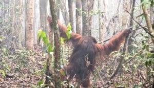 Orangutan in smokey forest