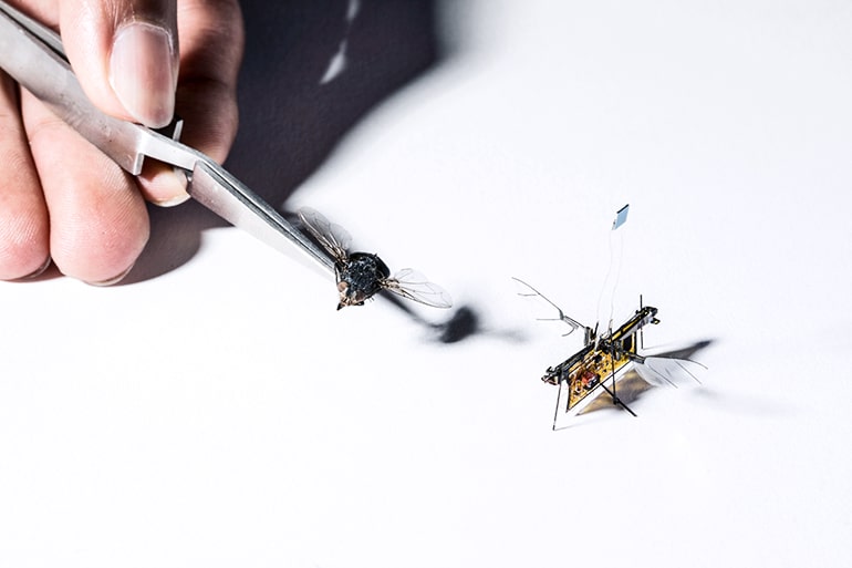 RoboFly size comparison