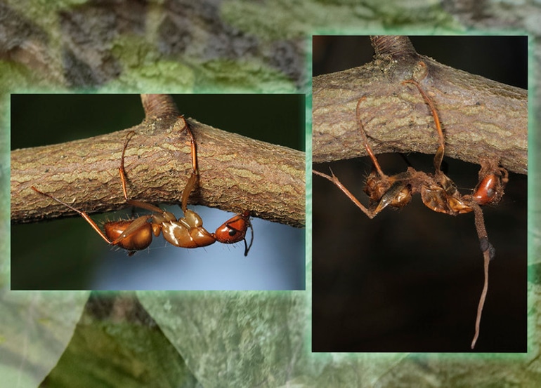 zombie ants grasp twigs