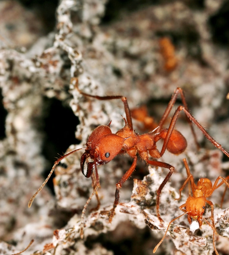 leafcutter ants in fungal garden