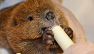 baby beaver being fed by hand