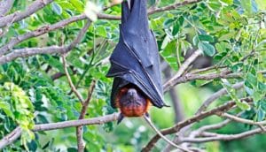 bat hanging upside down (Nipah virus concept)