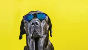 black lab in sunglasses on yellow - visual acuity