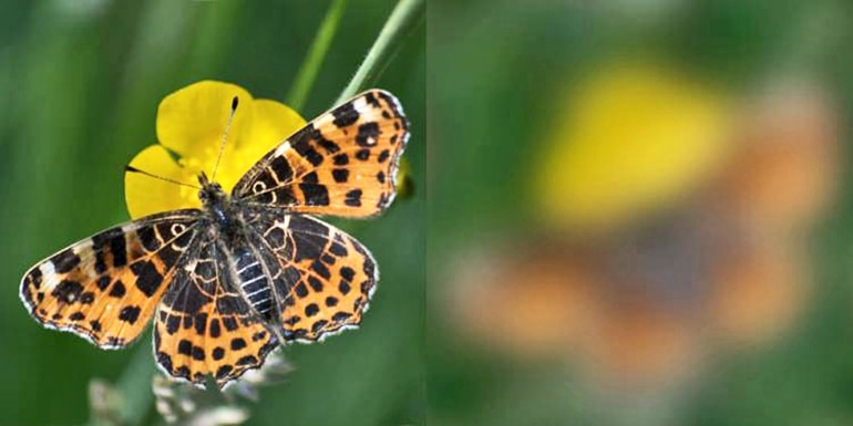butterfly visual acuity comparison