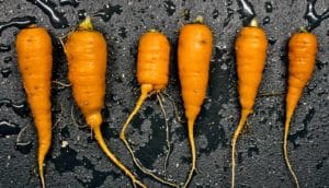 carrots on black - automated greenhouse